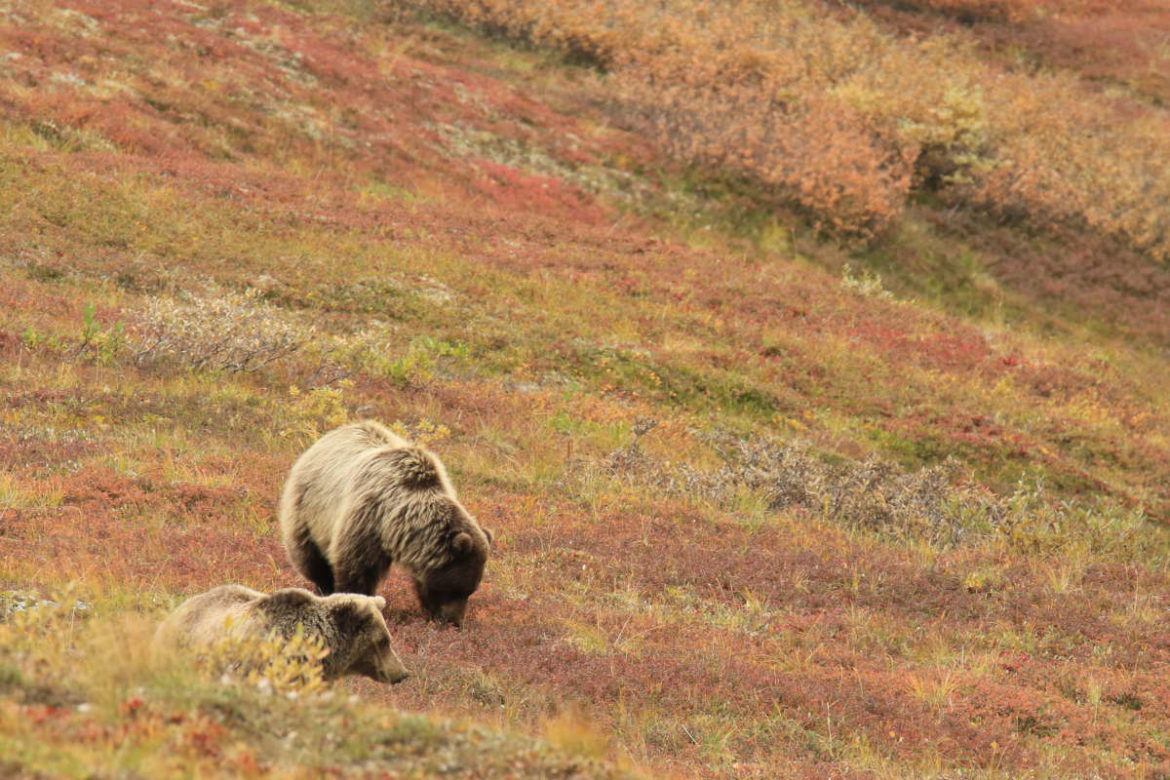 Partir à la rencontre des animaux sauvages en Alaska